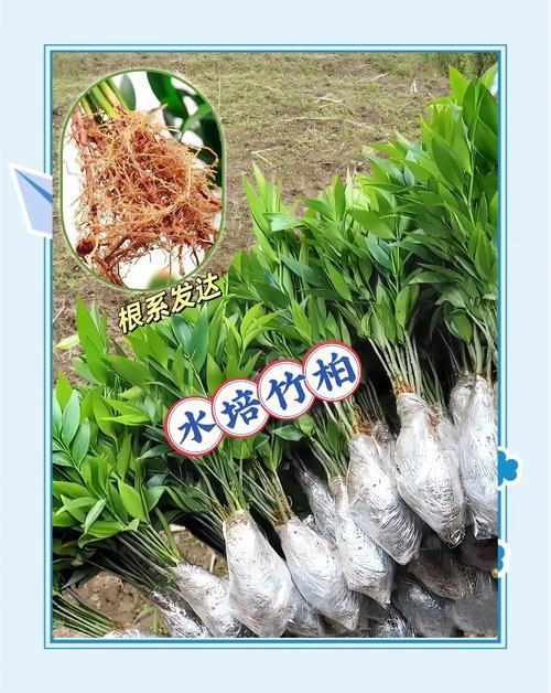 真柏怎么扦插，真柏如何扦插才能成活