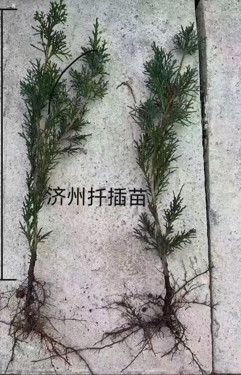 真柏怎么扦插,真柏如何扦插才能成活-第4张图片-优品飞百科 真柏怎么扦插,真柏如何扦插才能成活-第4张图片-优品飞百科