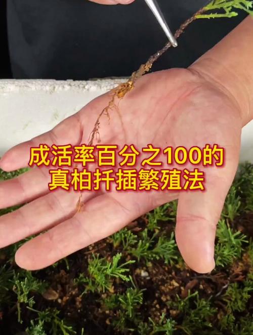 真柏怎么扦插,真柏如何扦插才能成活-第5张图片-优品飞百科 真柏怎么扦插,真柏如何扦插才能成活-第5张图片-优品飞百科