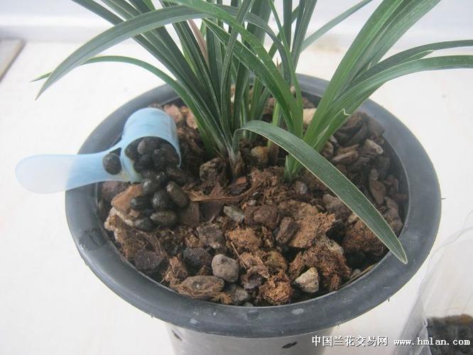用羊粪如何给兰花施肥,用羊粪如何给兰花施肥视频-第4张图片-优品飞百科 用羊粪如何给兰花施肥,用羊粪如何给兰花施肥视频-第4张图片-优品飞百科