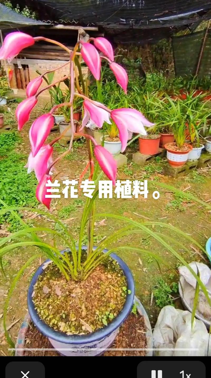 用羊粪如何给兰花施肥,用羊粪如何给兰花施肥视频-第5张图片-优品飞百科 用羊粪如何给兰花施肥,用羊粪如何给兰花施肥视频-第5张图片-优品飞百科