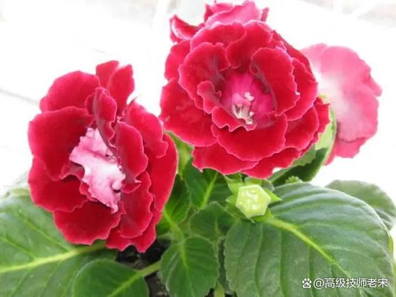 大岩桐怎么花开爆盆?大岩桐怎么养才能开花多?-第5张图片-优品飞百科 大岩桐怎么花开爆盆?大岩桐怎么养才能开花多?-第5张图片-优品飞百科