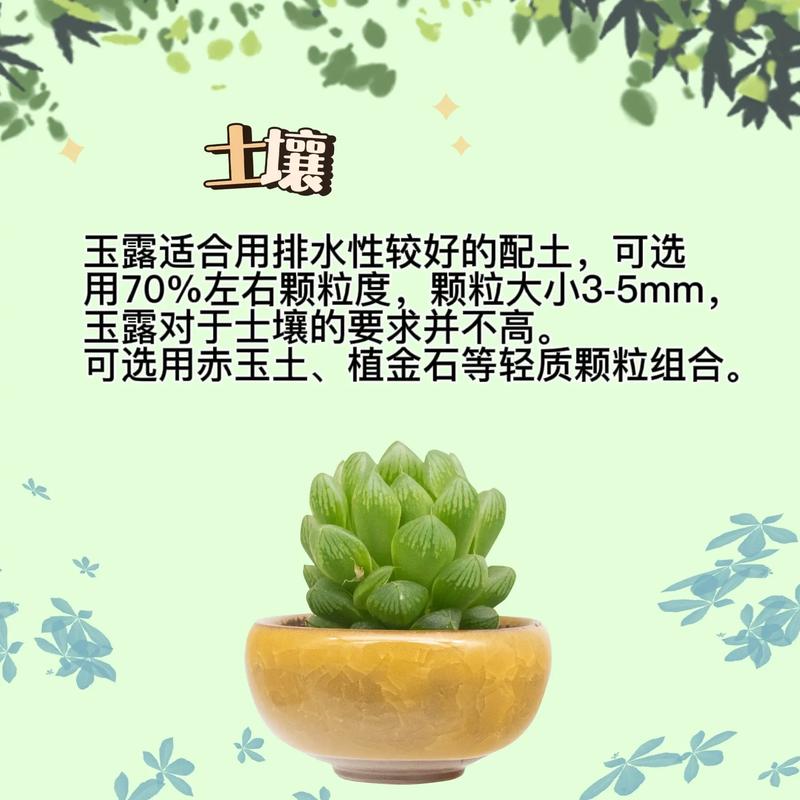 白斑玉露的繁殖方法，白斑玉露怎么养不会徒？-第2张图片-优品飞百科