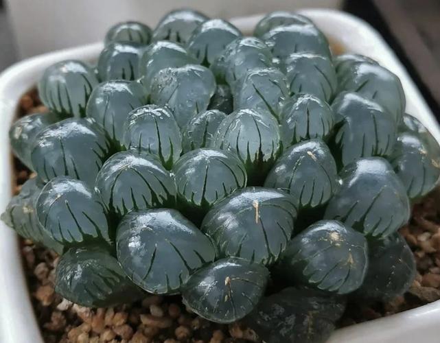 白斑玉露的繁殖方法，白斑玉露怎么养不会徒？-第5张图片-优品飞百科