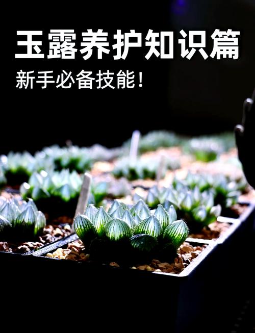 白斑玉露的繁殖方法，白斑玉露怎么养不会徒？-第8张图片-优品飞百科