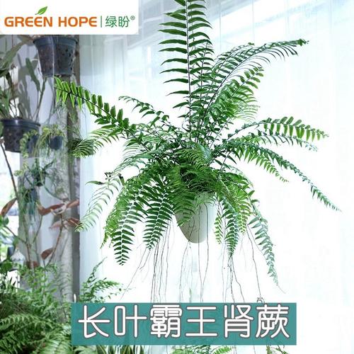 长叶肾蕨怎么养，长叶肾蕨别名-第2张图片-优品飞百科