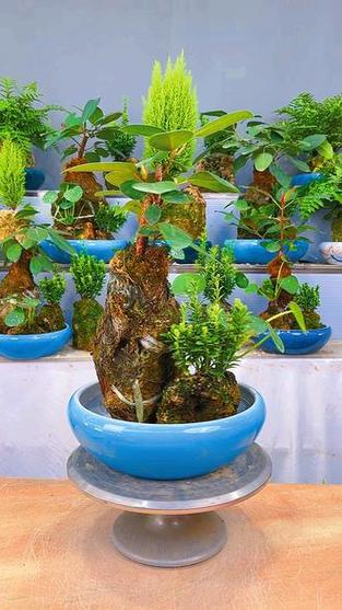 长叶肾蕨怎么养，长叶肾蕨别名-第3张图片-优品飞百科