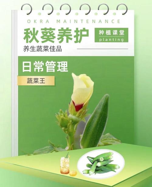 秋葵如何种植，秋葵如何种植管理？