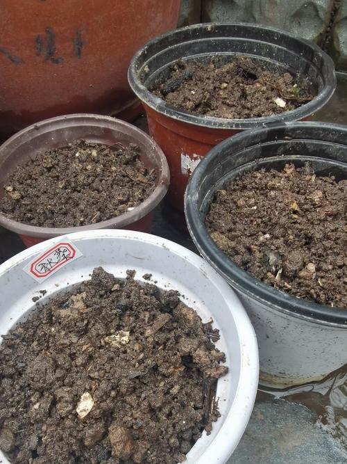 秋葵如何种植，秋葵如何种植管理？-第3张图片-优品飞百科