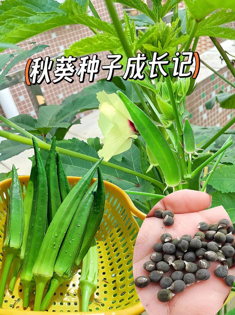 秋葵如何种植，秋葵如何种植管理？-第4张图片-优品飞百科