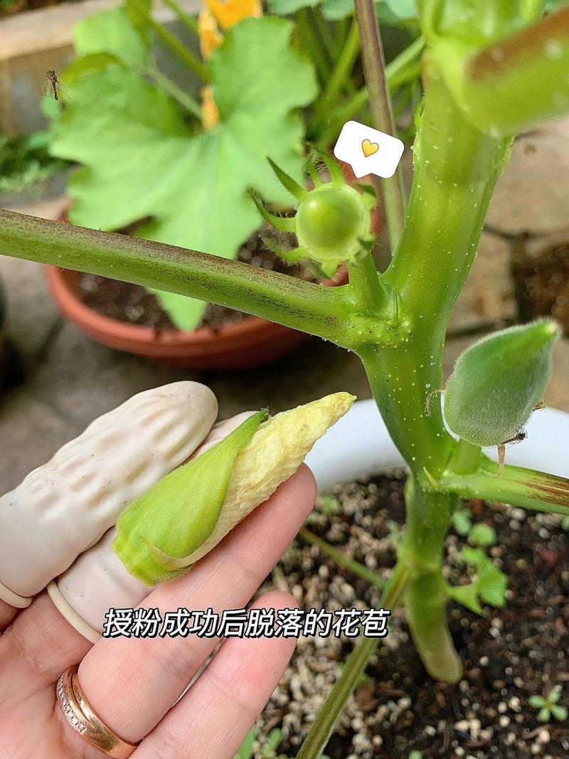 秋葵如何种植，秋葵如何种植管理？-第6张图片-优品飞百科