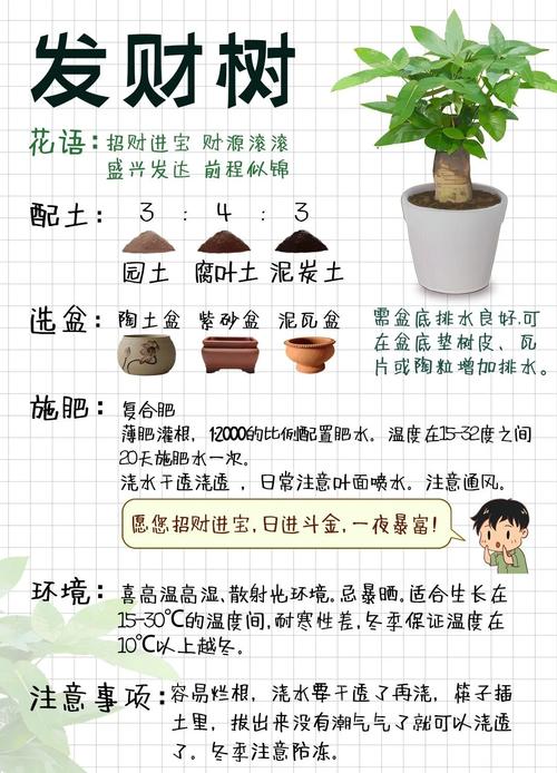 小盆的发财树怎么养？小盆的发财树怎么养护？