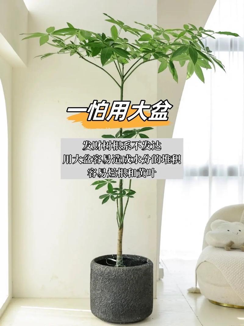 小盆的发财树怎么养?小盆的发财树怎么养护?-第2张图片-优品飞百科 小盆的发财树怎么养?小盆的发财树怎么养护?-第2张图片-优品飞百科