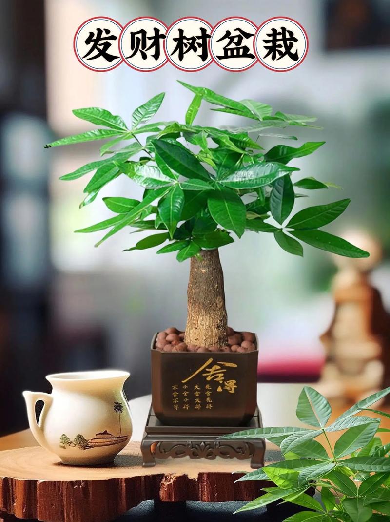 小盆的发财树怎么养?小盆的发财树怎么养护?-第3张图片-优品飞百科 小盆的发财树怎么养?小盆的发财树怎么养护?-第3张图片-优品飞百科