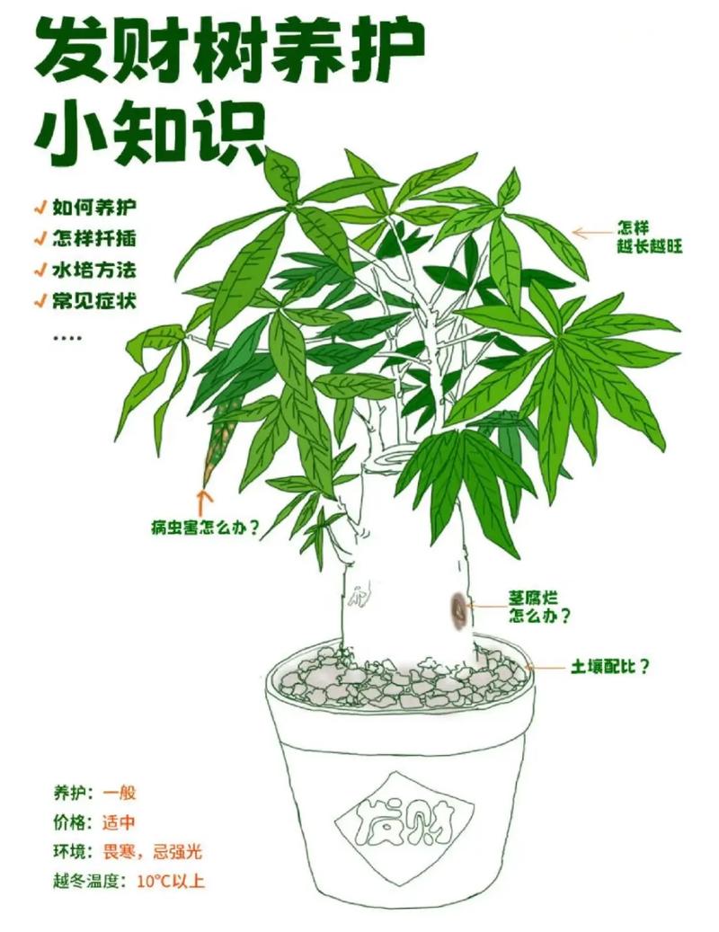 小盆的发财树怎么养?小盆的发财树怎么养护?-第4张图片-优品飞百科 小盆的发财树怎么养?小盆的发财树怎么养护?-第4张图片-优品飞百科