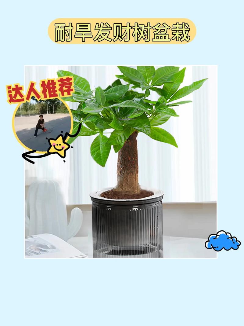 小盆的发财树怎么养?小盆的发财树怎么养护?-第5张图片-优品飞百科 小盆的发财树怎么养?小盆的发财树怎么养护?-第5张图片-优品飞百科