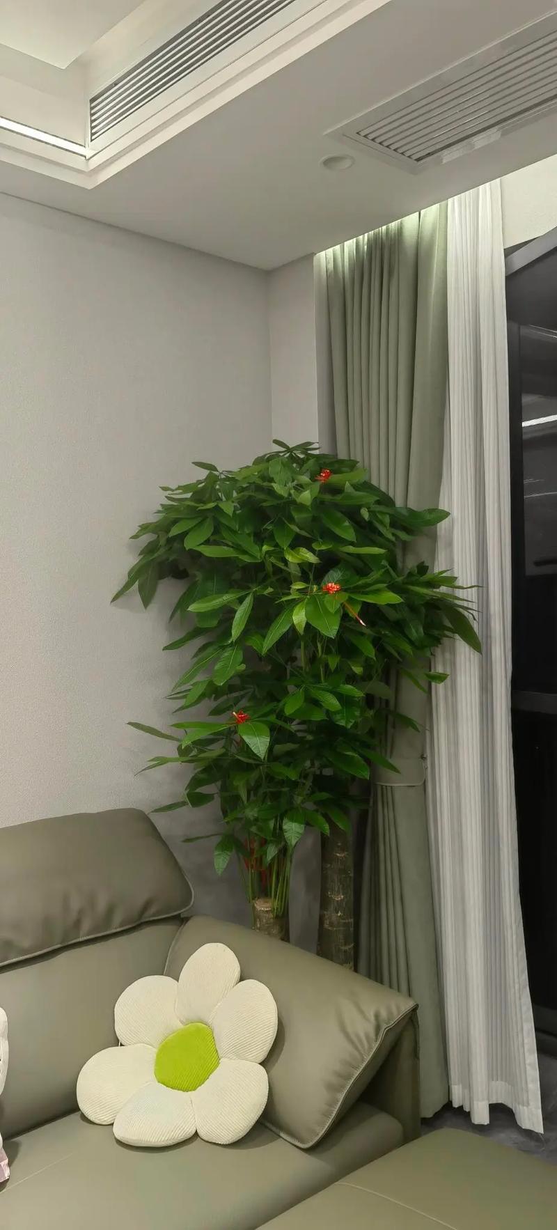 小盆的发财树怎么养?小盆的发财树怎么养护?-第6张图片-优品飞百科 小盆的发财树怎么养?小盆的发财树怎么养护?-第6张图片-优品飞百科