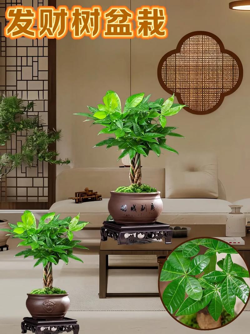小盆的发财树怎么养?小盆的发财树怎么养护?-第7张图片-优品飞百科 小盆的发财树怎么养?小盆的发财树怎么养护?-第7张图片-优品飞百科