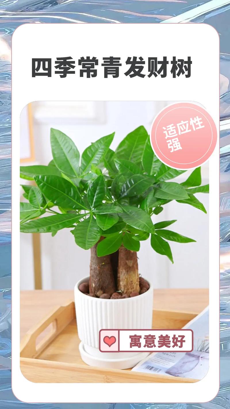 小盆的发财树怎么养?小盆的发财树怎么养护?-第8张图片-优品飞百科 小盆的发财树怎么养?小盆的发财树怎么养护?-第8张图片-优品飞百科