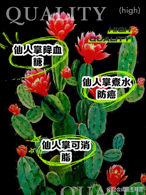 仙人掌需要浇水吗,仙人掌需要浇水吗浇多少-第5张图片-优品飞百科 仙人掌需要浇水吗,仙人掌需要浇水吗浇多少-第5张图片-优品飞百科