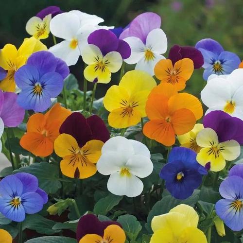 秋天种这3种花卉？秋天要种什么花？