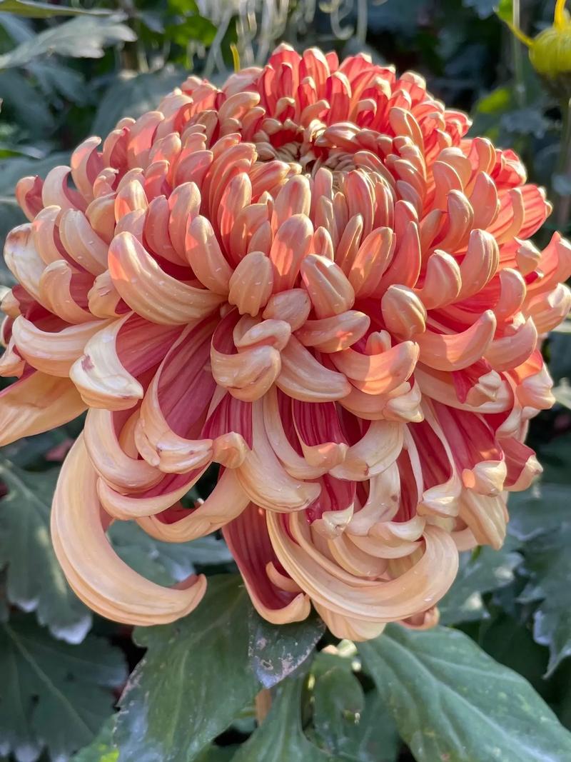 秋天种这3种花卉？秋天要种什么花？-第3张图片-优品飞百科