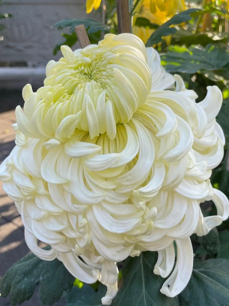 秋天种这3种花卉？秋天要种什么花？-第5张图片-优品飞百科