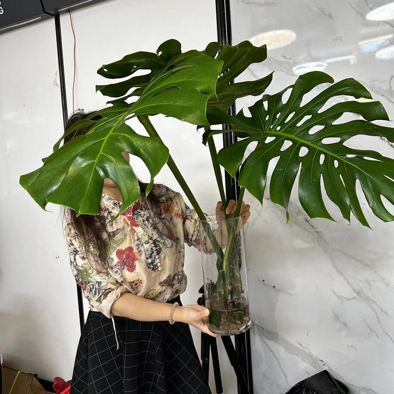 龟背竹用高盆还是矮盆?龟背竹适合高盆还是矮盆??-第5张图片-优品飞百科 龟背竹用高盆还是矮盆?龟背竹适合高盆还是矮盆??-第5张图片-优品飞百科