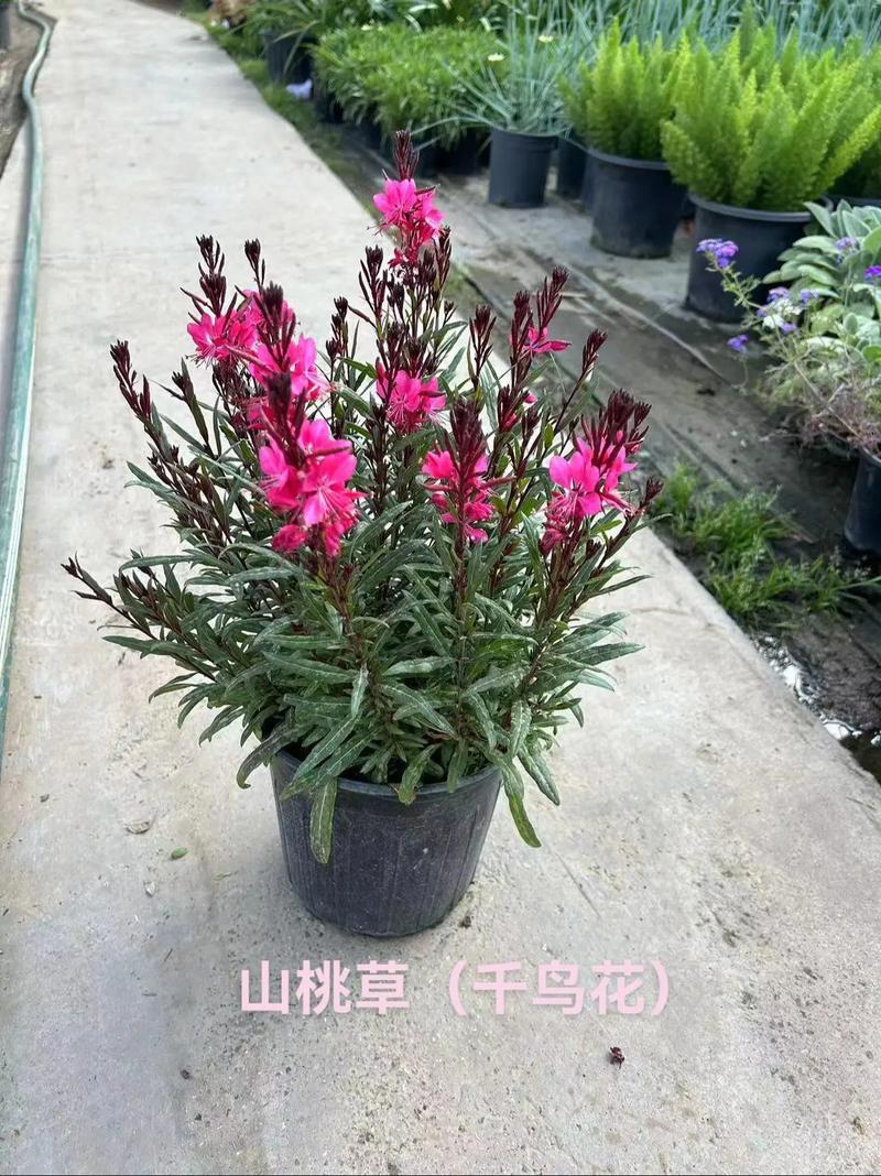 千鸟花该怎么养，千鸟花好养吗-第2张图片-优品飞百科