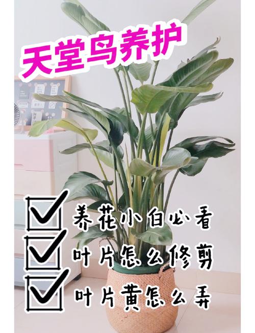 千鸟花该怎么养，千鸟花好养吗-第4张图片-优品飞百科