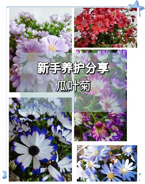 龙须海棠的扦插方法，龙须海棠的扦插方法视频-第2张图片-优品飞百科