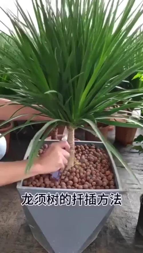 龙须海棠的扦插方法，龙须海棠的扦插方法视频-第4张图片-优品飞百科