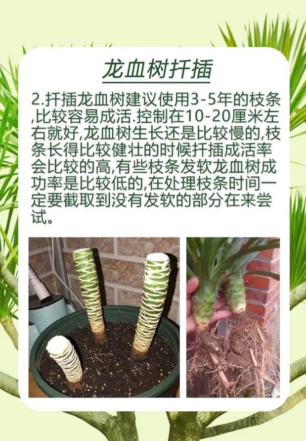 龙须海棠的扦插方法，龙须海棠的扦插方法视频-第5张图片-优品飞百科