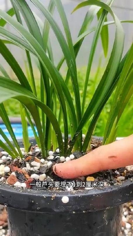 怎么养兰花根能再发芽？兰花怎么养根繁殖快？