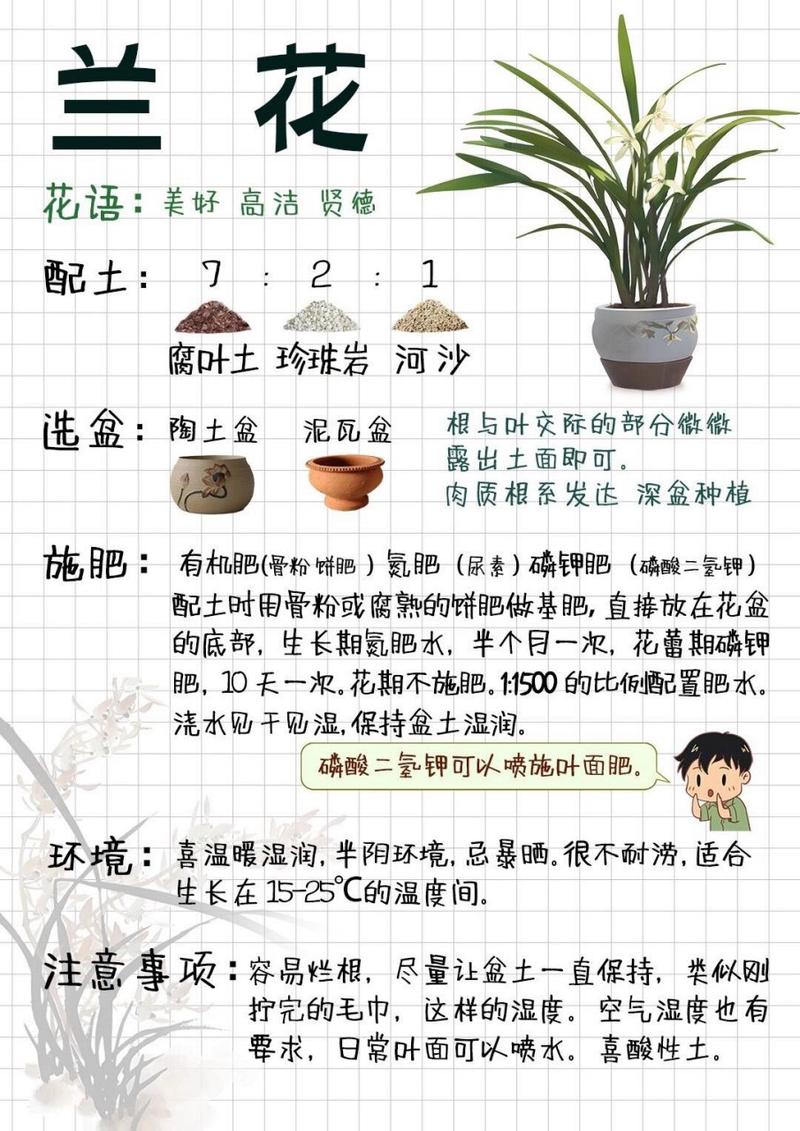 怎么养兰花根能再发芽?兰花怎么养根繁殖快?-第2张图片-优品飞百科 怎么养兰花根能再发芽?兰花怎么养根繁殖快?-第2张图片-优品飞百科