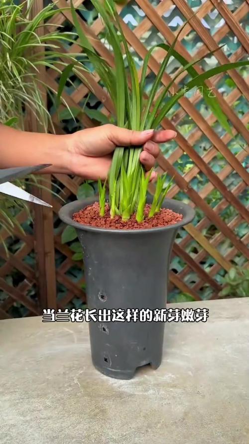 怎么养兰花根能再发芽?兰花怎么养根繁殖快?-第3张图片-优品飞百科 怎么养兰花根能再发芽?兰花怎么养根繁殖快?-第3张图片-优品飞百科