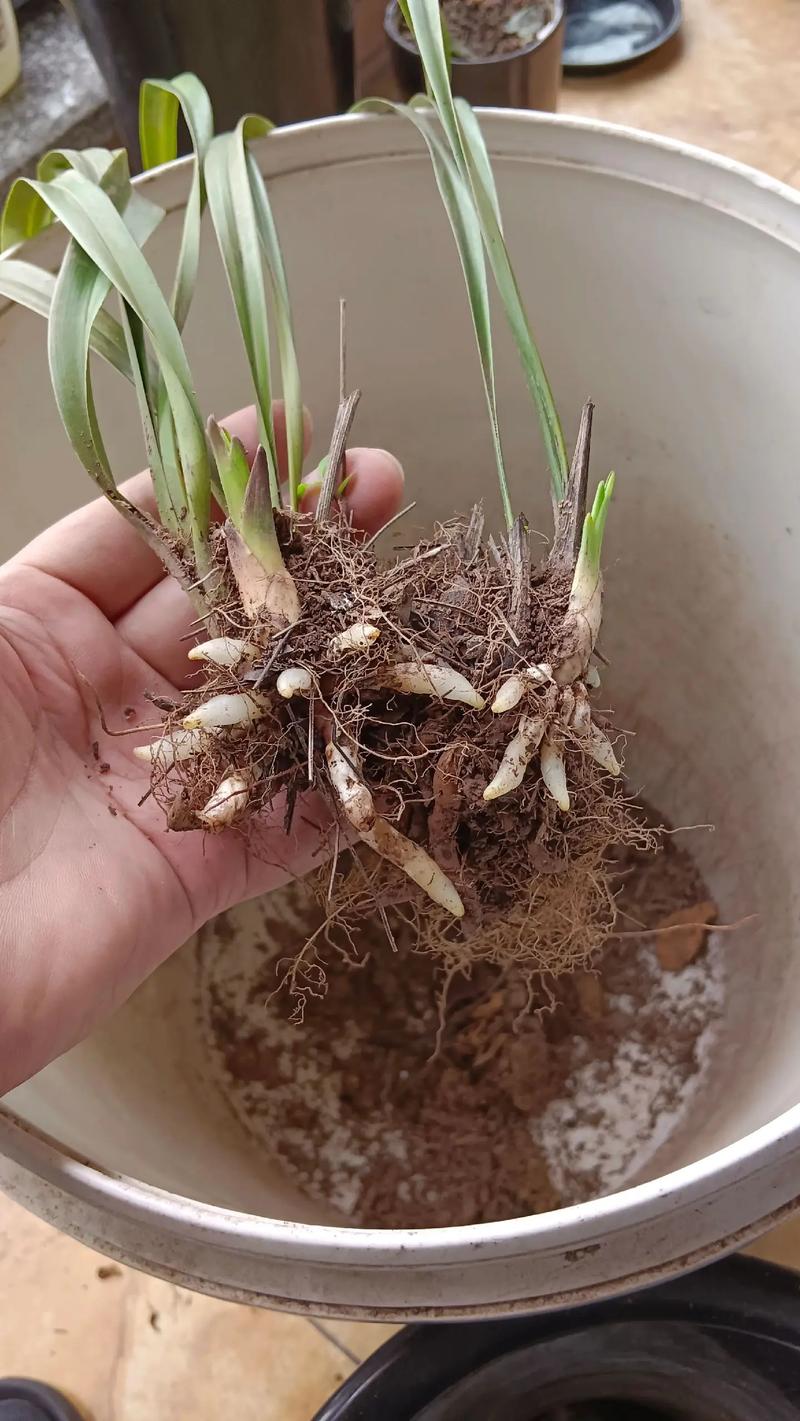 怎么养兰花根能再发芽?兰花怎么养根繁殖快?-第4张图片-优品飞百科 怎么养兰花根能再发芽?兰花怎么养根繁殖快?-第4张图片-优品飞百科