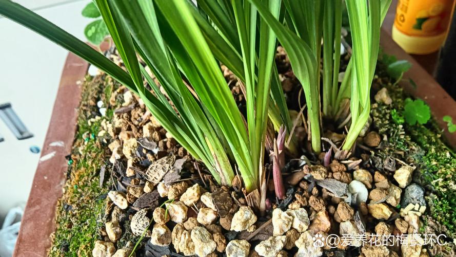 怎么养兰花根能再发芽?兰花怎么养根繁殖快?-第5张图片-优品飞百科 怎么养兰花根能再发芽?兰花怎么养根繁殖快?-第5张图片-优品飞百科