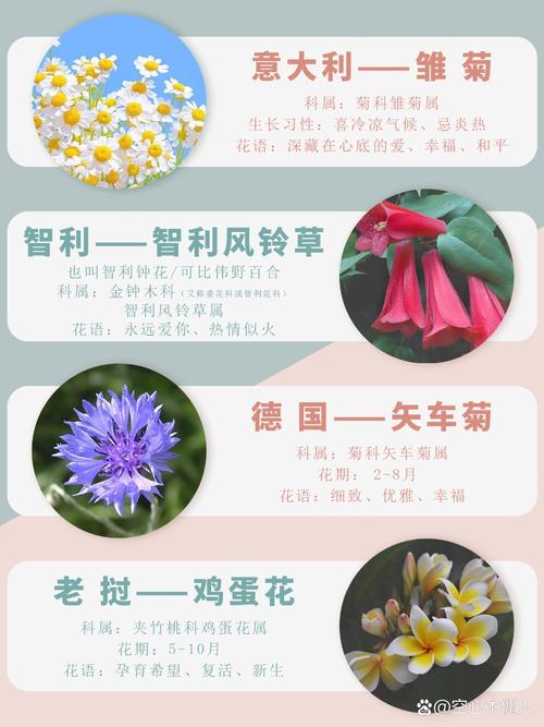 密花孔雀草怎么种？密花孔雀草怎么种植？