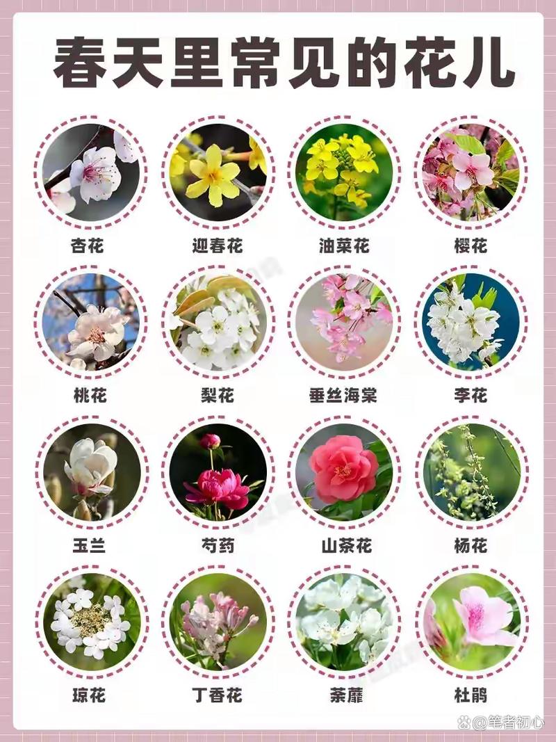 密花孔雀草怎么种?密花孔雀草怎么种植?-第3张图片-优品飞百科 密花孔雀草怎么种?密花孔雀草怎么种植?-第3张图片-优品飞百科