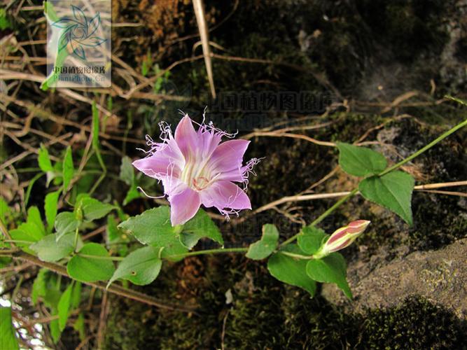 如何使红花龙胆在圣诞开花？如何使红花龙胆在圣诞开花呢？