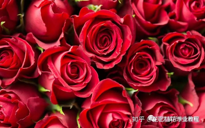 如何使红花龙胆在圣诞开花？如何使红花龙胆在圣诞开花呢？-第4张图片-优品飞百科