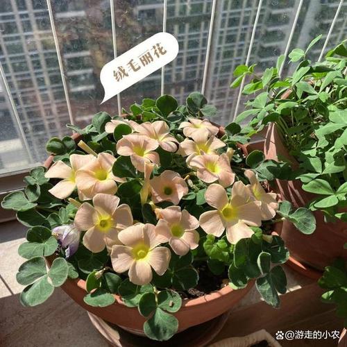 酢浆草种子怎么种?酢浆草种子种植?-第1张图片-优品飞百科 酢浆草种子怎么种?酢浆草种子种植?-第1张图片-优品飞百科