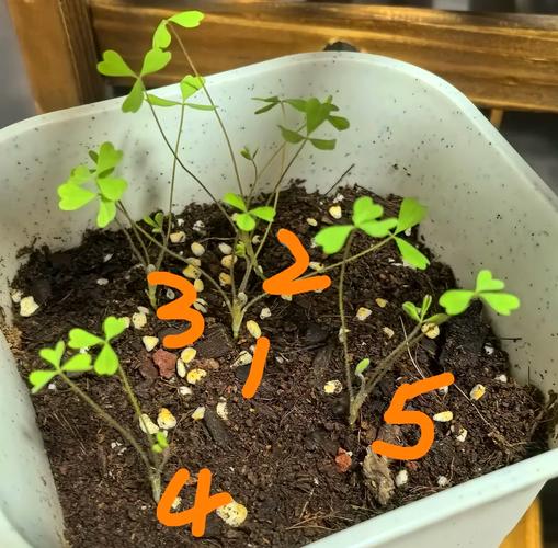 酢浆草种子怎么种?酢浆草种子种植?-第2张图片-优品飞百科 酢浆草种子怎么种?酢浆草种子种植?-第2张图片-优品飞百科