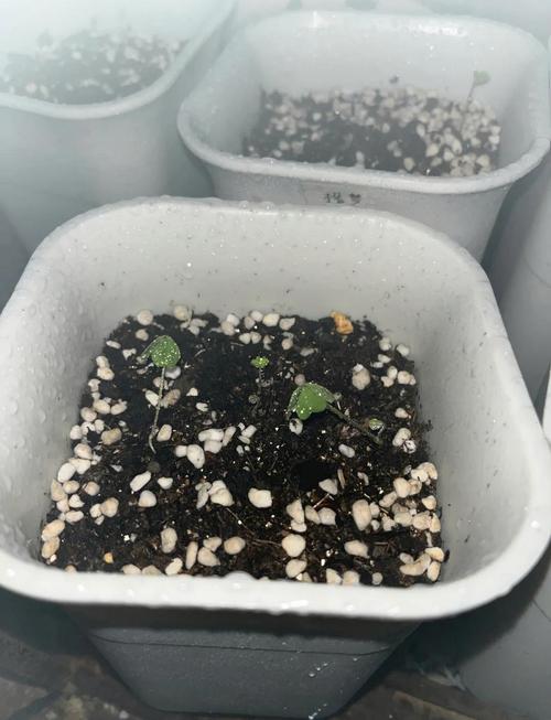 酢浆草种子怎么种?酢浆草种子种植?-第3张图片-优品飞百科 酢浆草种子怎么种?酢浆草种子种植?-第3张图片-优品飞百科