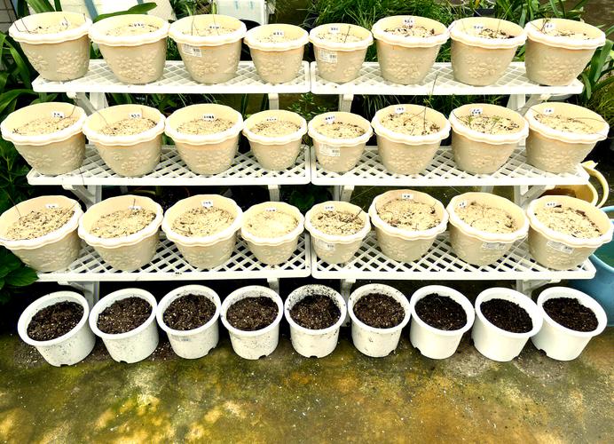 酢浆草种子怎么种?酢浆草种子种植?-第4张图片-优品飞百科 酢浆草种子怎么种?酢浆草种子种植?-第4张图片-优品飞百科