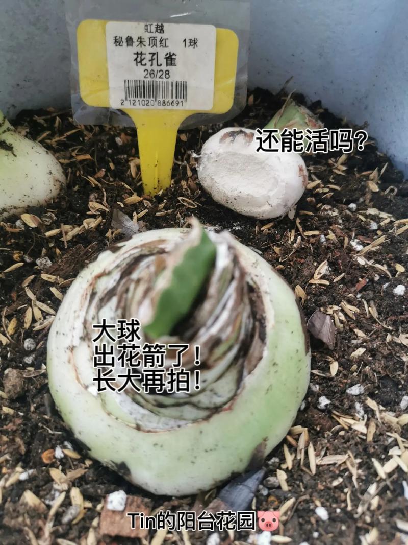 孔雀球播种方法，孔雀球播种方法有哪些