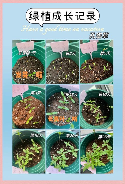 孔雀球播种方法,孔雀球播种方法有哪些-第4张图片-优品飞百科 孔雀球播种方法,孔雀球播种方法有哪些-第4张图片-优品飞百科