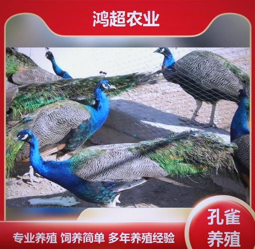 孔雀球播种方法,孔雀球播种方法有哪些-第5张图片-优品飞百科 孔雀球播种方法,孔雀球播种方法有哪些-第5张图片-优品飞百科