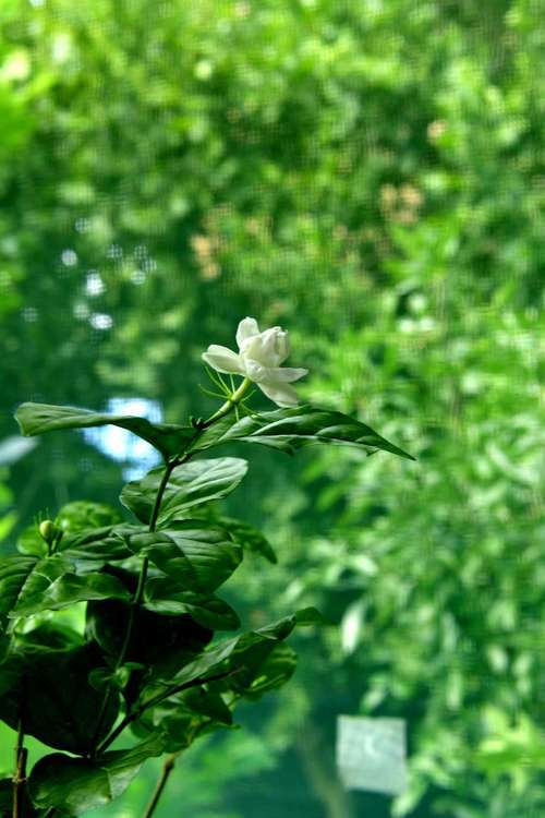 茉莉进锅煮一煮？茉莉用开水泡吗？-第2张图片-优品飞百科